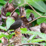Vanikoro Island Thrush (image by Diedert Koppenol)