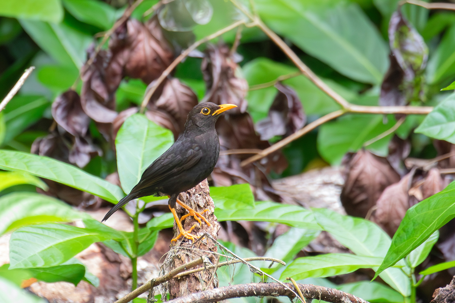 Vanikoro Island Thrush (image by Diedert Koppenol)