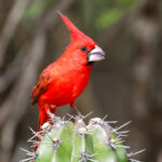 Vermilion Cardinal (image by Trevor Ellery)