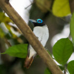 Visayan Broadbill (image by Craig Robson)