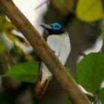 Visayan Broadbill (image by Craig Robson)