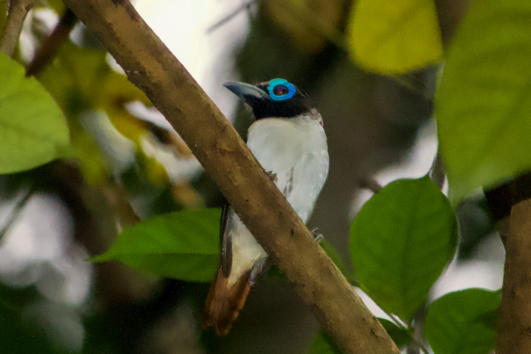 Visayan Broadbill (image by Craig Robson)