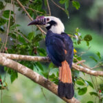 Visayan Hornbill (image by Craig Robson)
