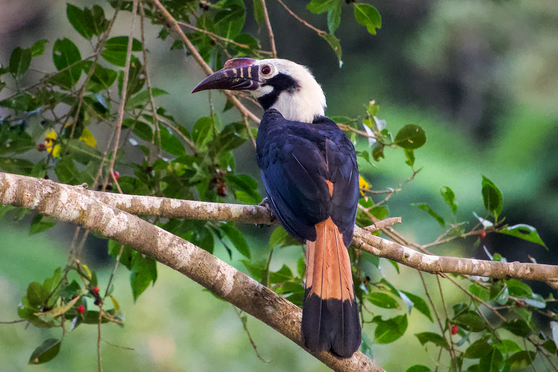 Visayan Hornbill (image by Craig Robson)