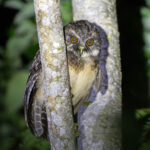 The locals knew exactly which tree this West Solomons Owl prefers to perch in (image by Diedert Koppenol)