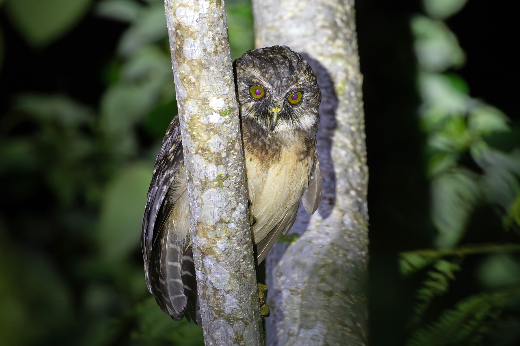 The locals knew exactly which tree this West Solomons Owl prefers to perch in (image by Diedert Koppenol)