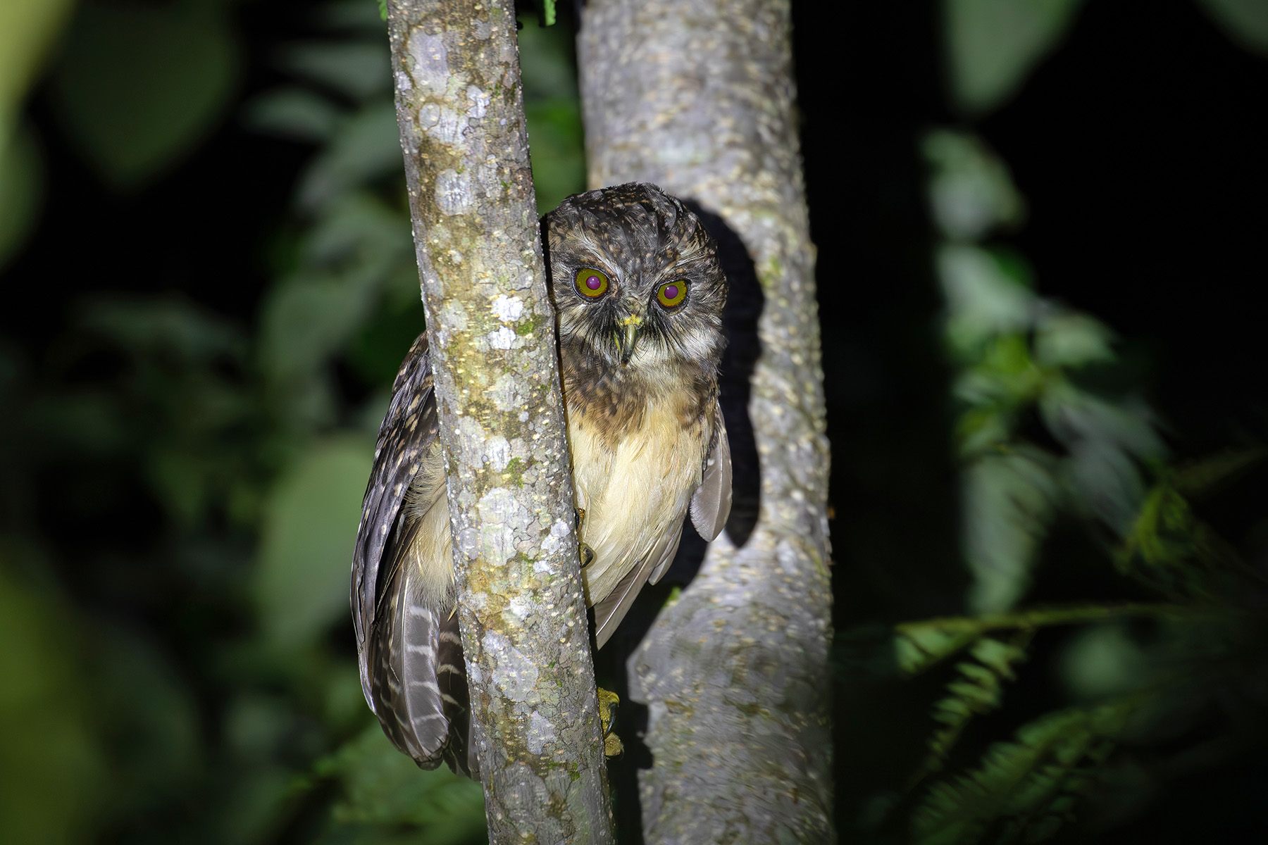 The locals knew exactly which tree this West Solomons Owl prefers to perch in (image by Diedert Koppenol)