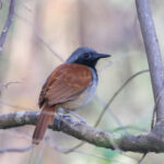 White-bellied Antbird (image by Trevor Ellery)