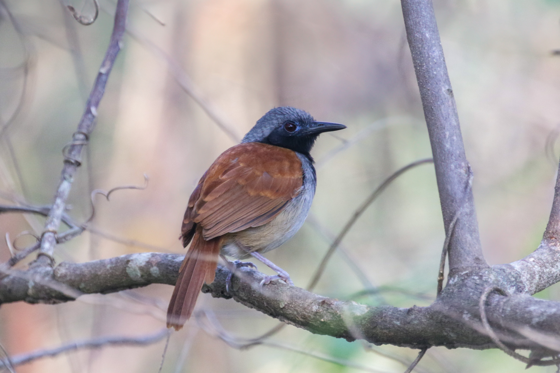 White-bellied Antbird (image by Trevor Ellery)