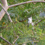 White-bellied Cuckooshrike (image by Diedert Koppenol)
