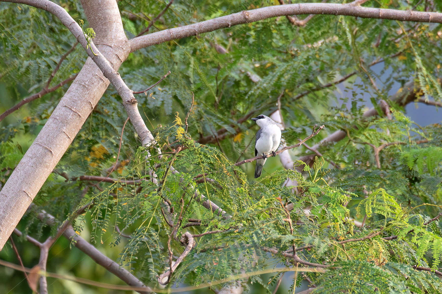White-bellied Cuckooshrike (image by Diedert Koppenol)
