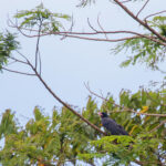 White-billed Crow was not very common but its presence is clearly announced by the loud calls they make (image by Diedert Koppenol)
