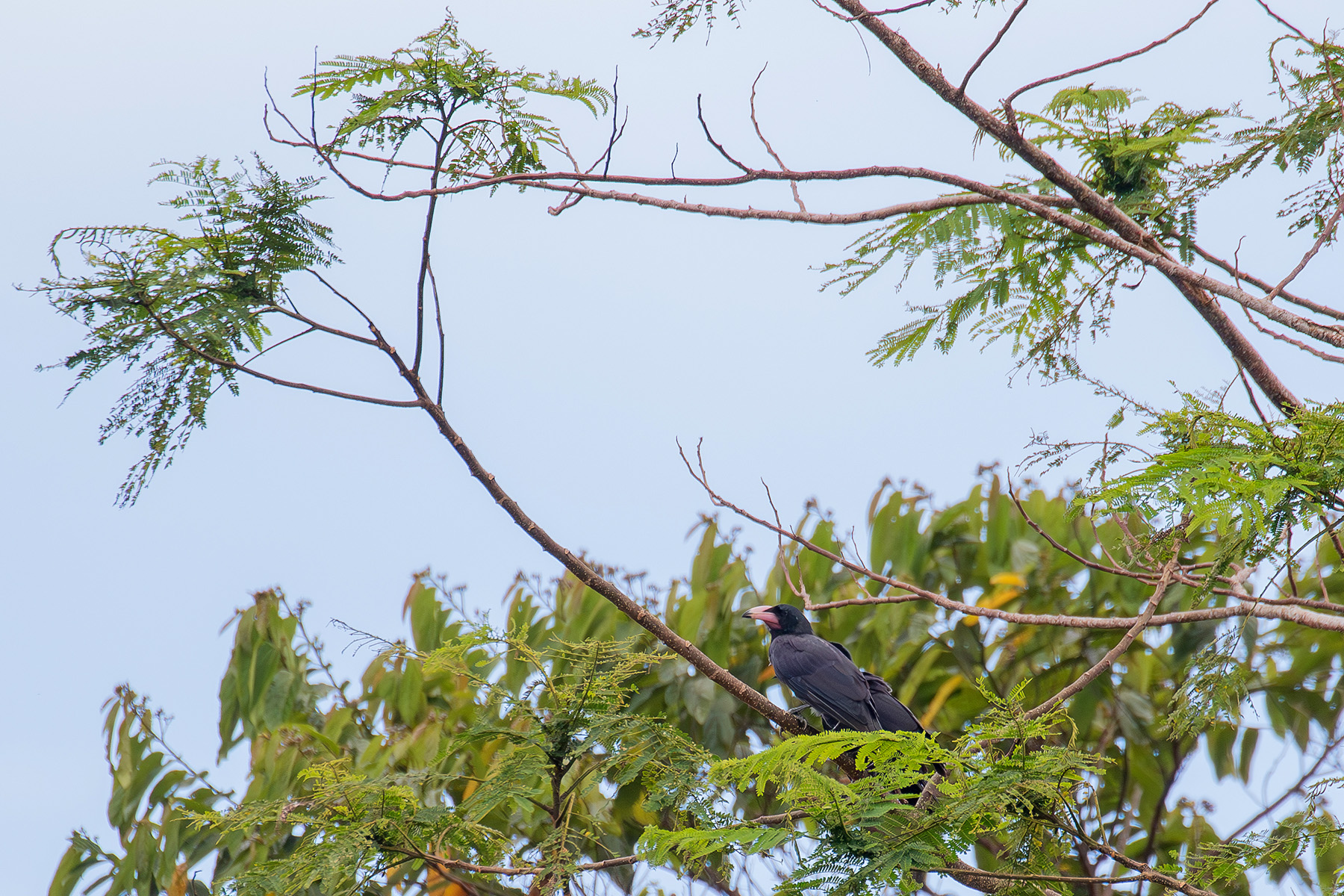 White-billed Crow was not very common but its presence is clearly announced by the loud calls they make (image by Diedert Koppenol)