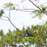 We saw most our White-billed Crows on Santa Isabel, often in small murders (image by Diedert Koppenol)