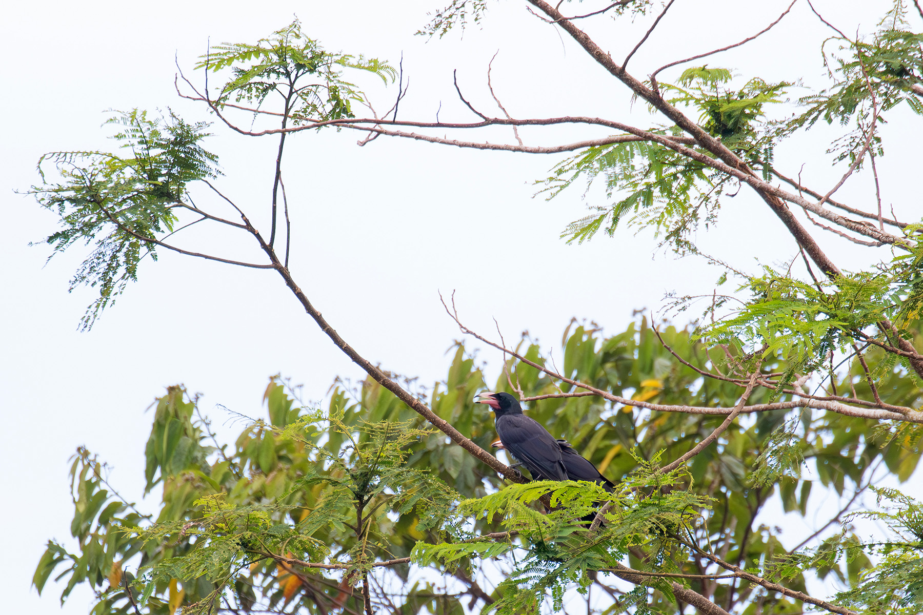 We saw most our White-billed Crows on Santa Isabel, often in small murders (image by Diedert Koppenol)