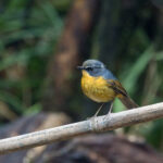 White-browed Bush Robin (image by Dáni Balla)