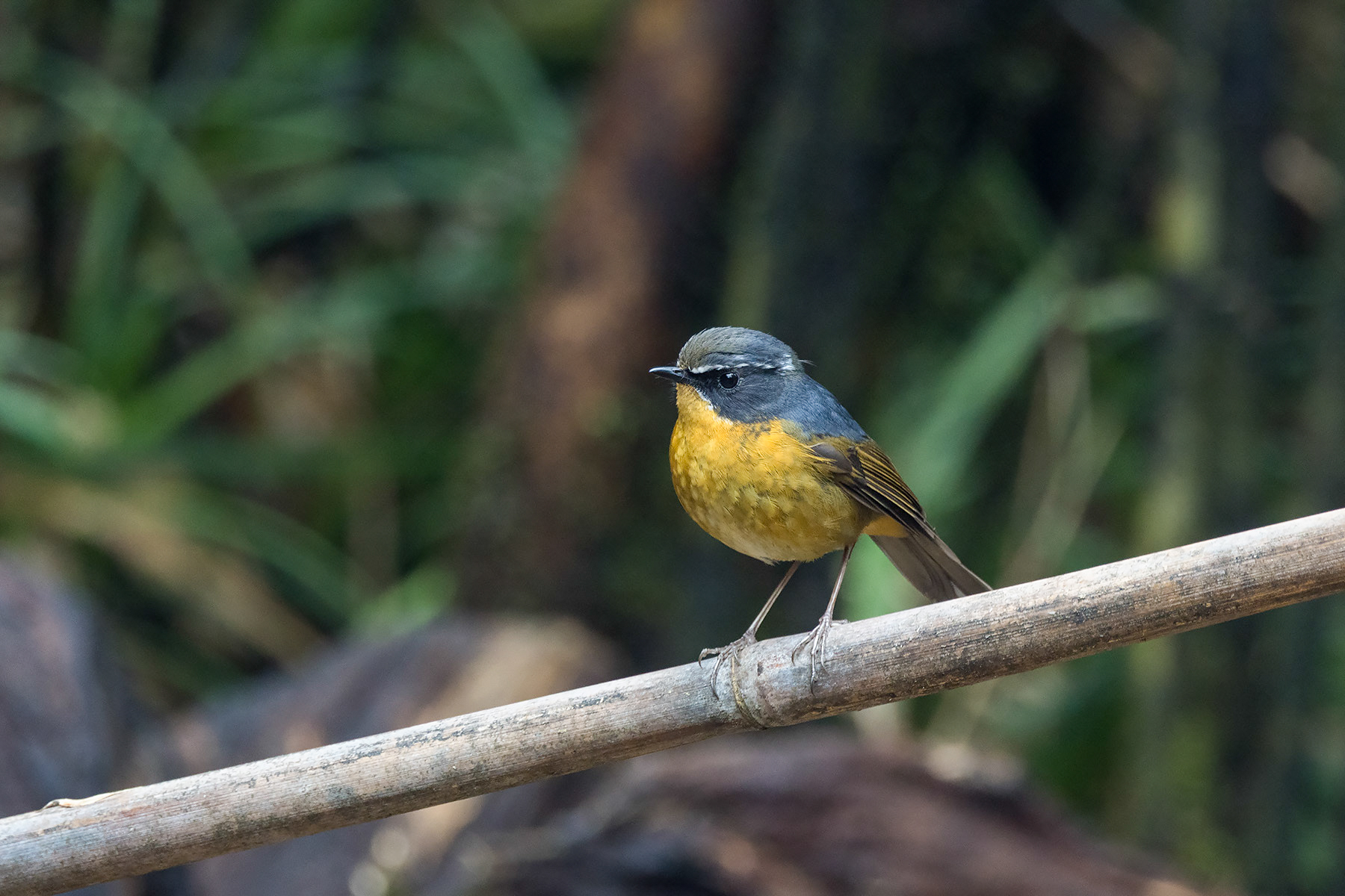 White-browed Bush Robin (image by Dáni Balla)