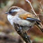 White-browed Fulvetta (image by Dave Farrow)