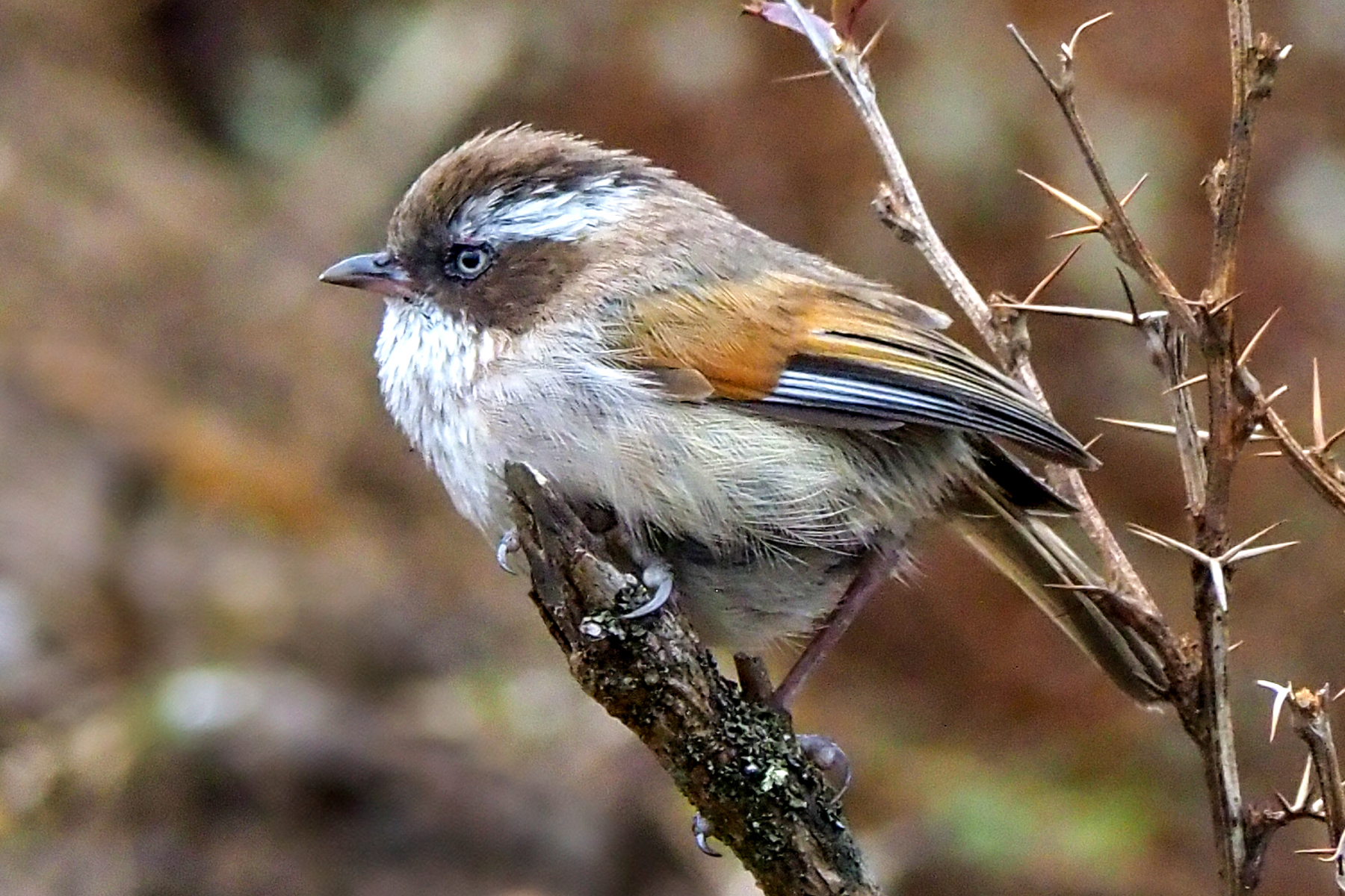 White-browed Fulvetta (image by Dave Farrow)