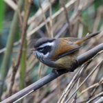 White-browed Fulvetta (image by Dáni Balla)