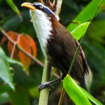 White-browed Scimitar-babbler (image by Dave Farrow)
