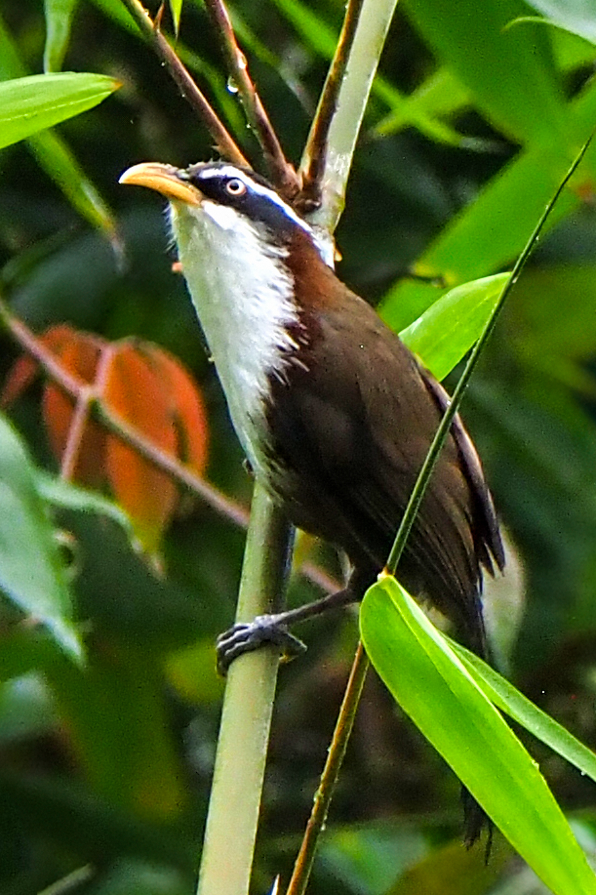 White-browed Scimitar-babbler (image by Dave Farrow)