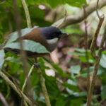 White-cheeked Laughingthrush (image by Dáni Balla)