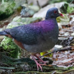 White-fronted Quail Dove (image by Jarmo Komi)