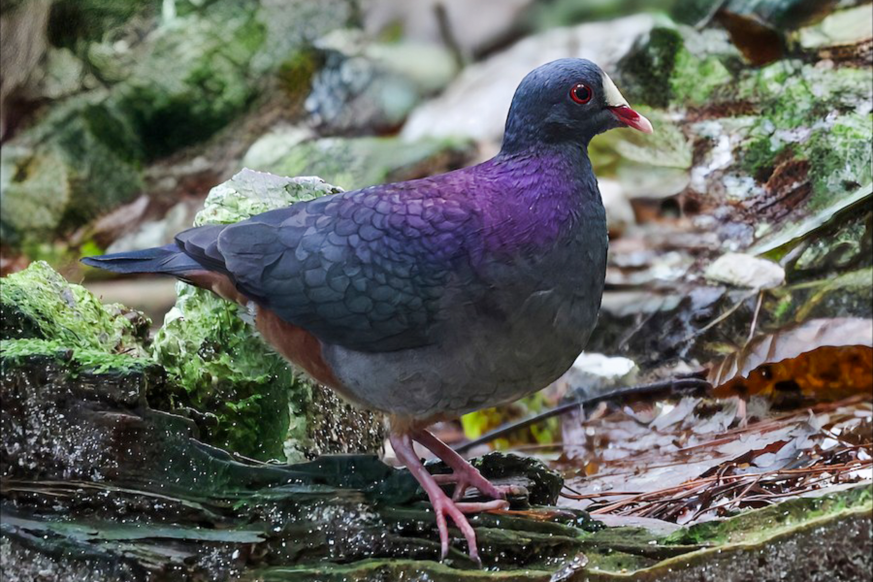 White-fronted Quail Dove (image by Jarmo Komi)