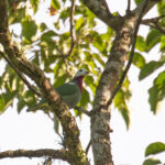 White-headed Fruit Dove (image by Diedert Koppenol)