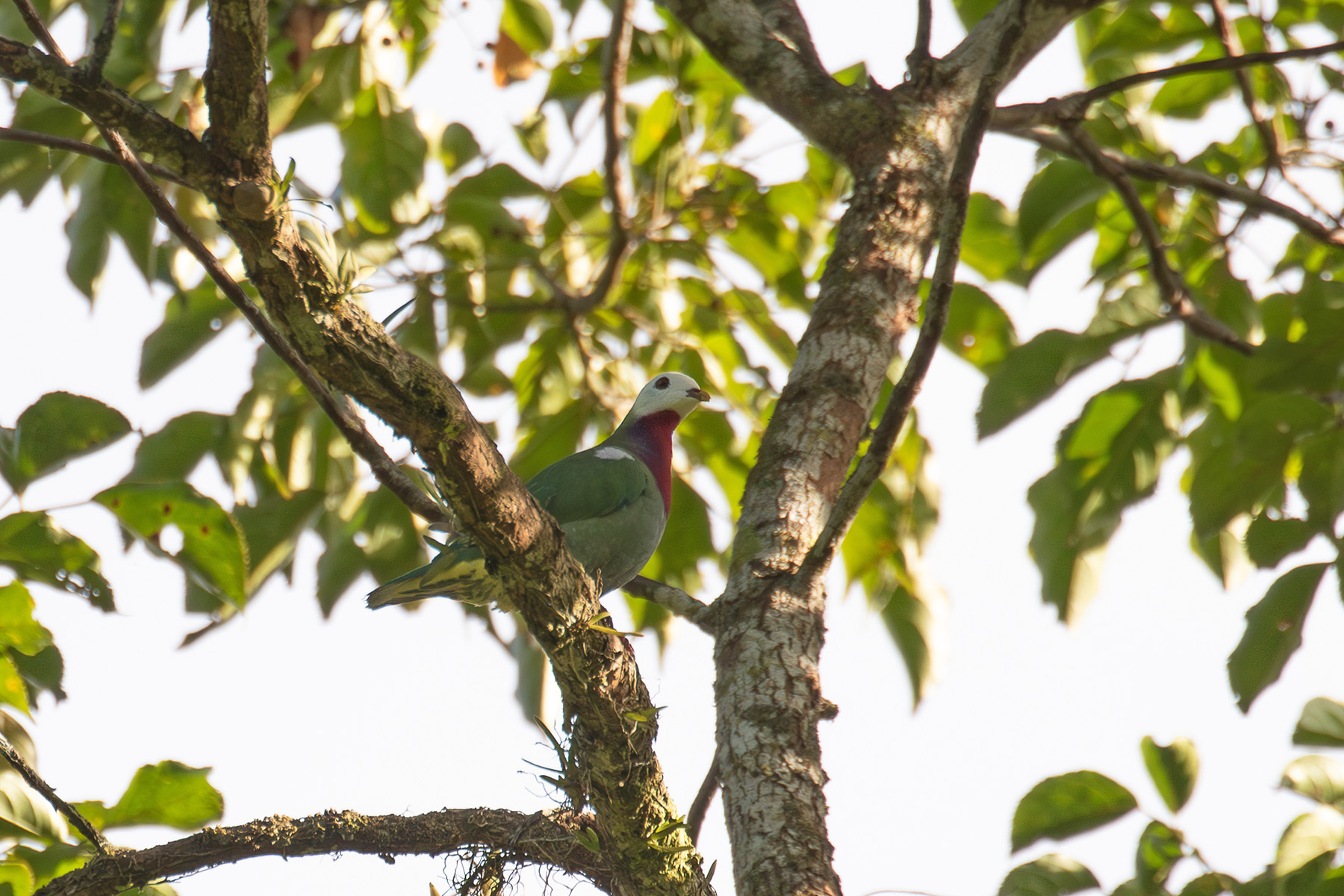 White-headed Fruit Dove (image by Diedert Koppenol)