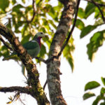 White-headed Fruit Dove is only found on Makira and a few satellite islands (image by Diedert Koppenol)
