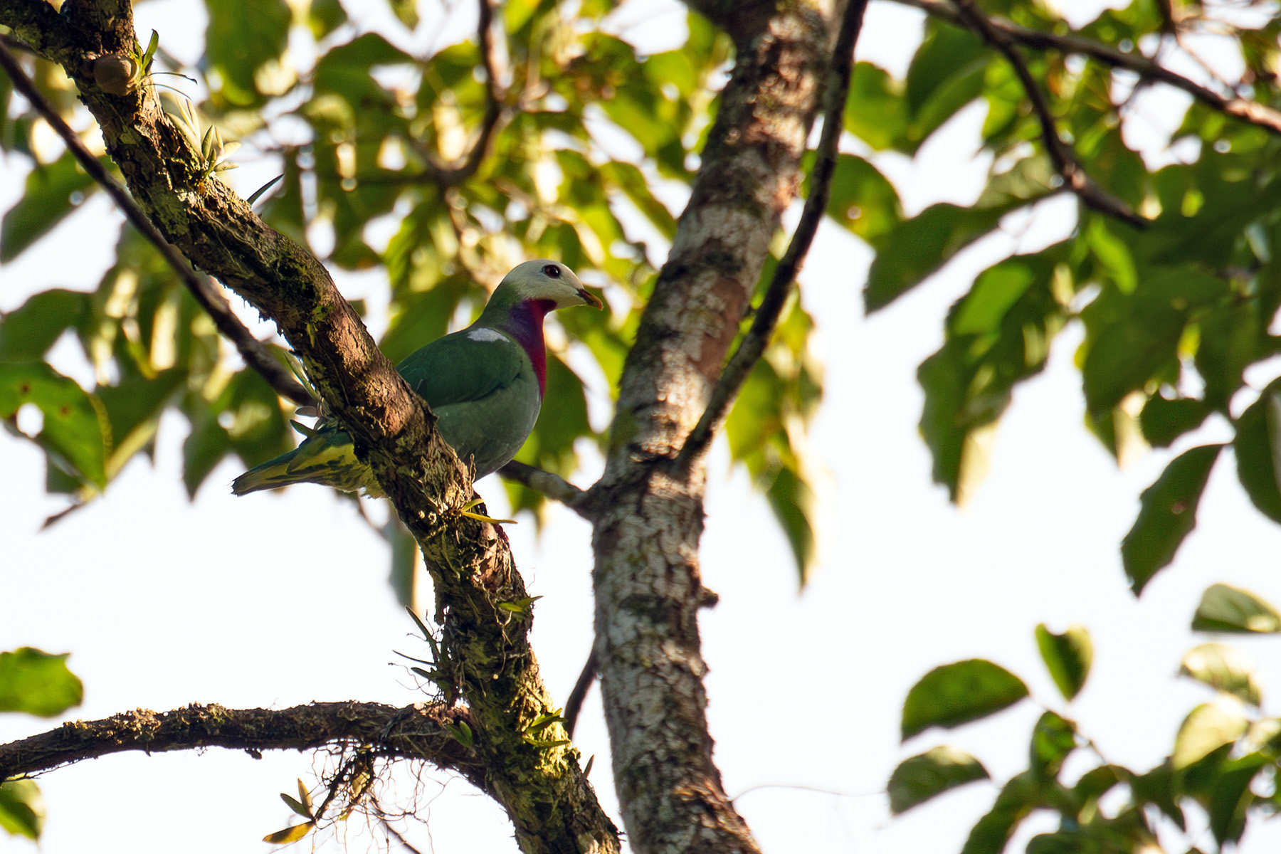 White-headed Fruit Dove is only found on Makira and a few satellite islands (image by Diedert Koppenol)