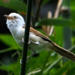 White-hooded Babbler (image by Dave Farrow)