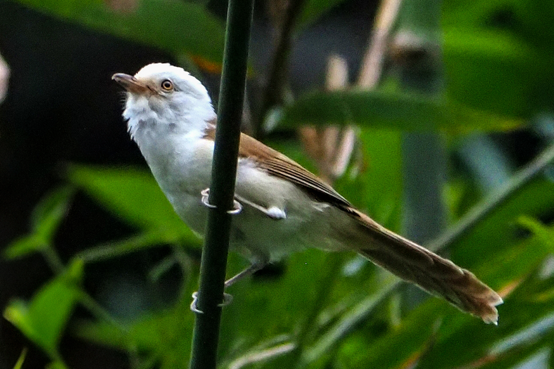 White-hooded Babbler (image by Dave Farrow)