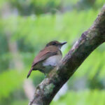 White-throated Jungle Flycatcher (image by Craig Robson)
