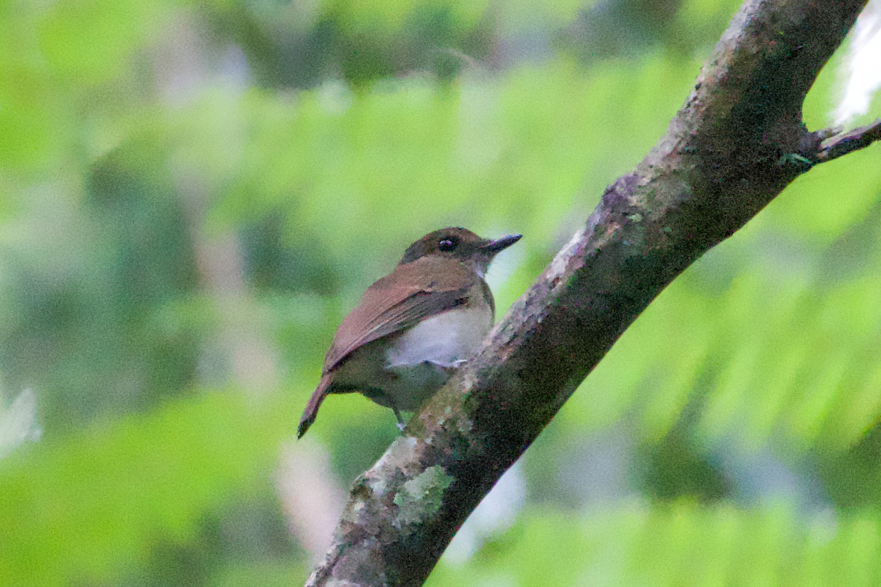 White-throated Jungle Flycatcher (image by Craig Robson)