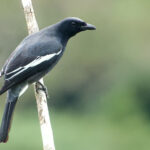 White-winged Cuckooshrike (image by Craig Robson)