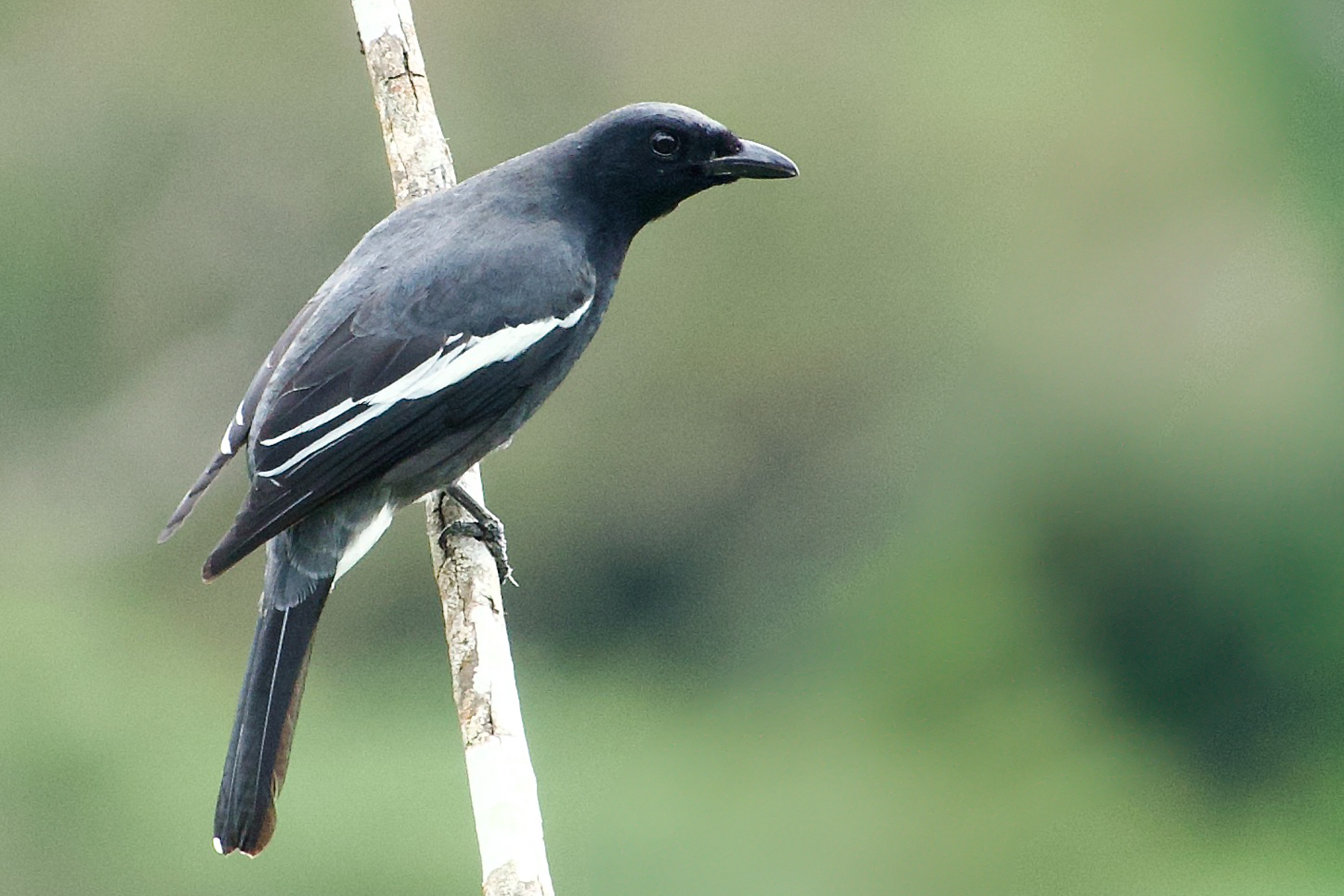 White-winged Cuckooshrike (image by Craig Robson)