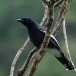White-winged Cuckooshrike (image by Craig Robson)