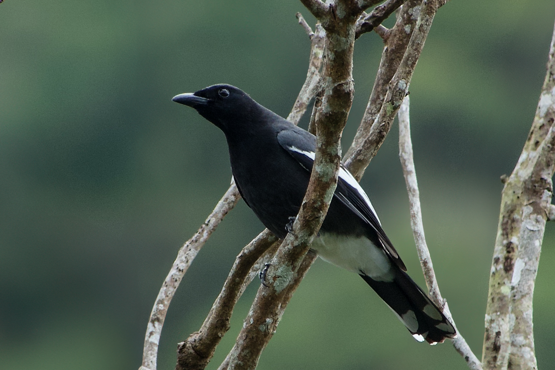 White-winged Cuckooshrike (image by Craig Robson)