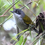 White-winged Warbler (image by Eustace Barnes)