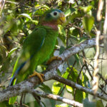 Yellow-billed Amazon (image by Eustace Barnes)