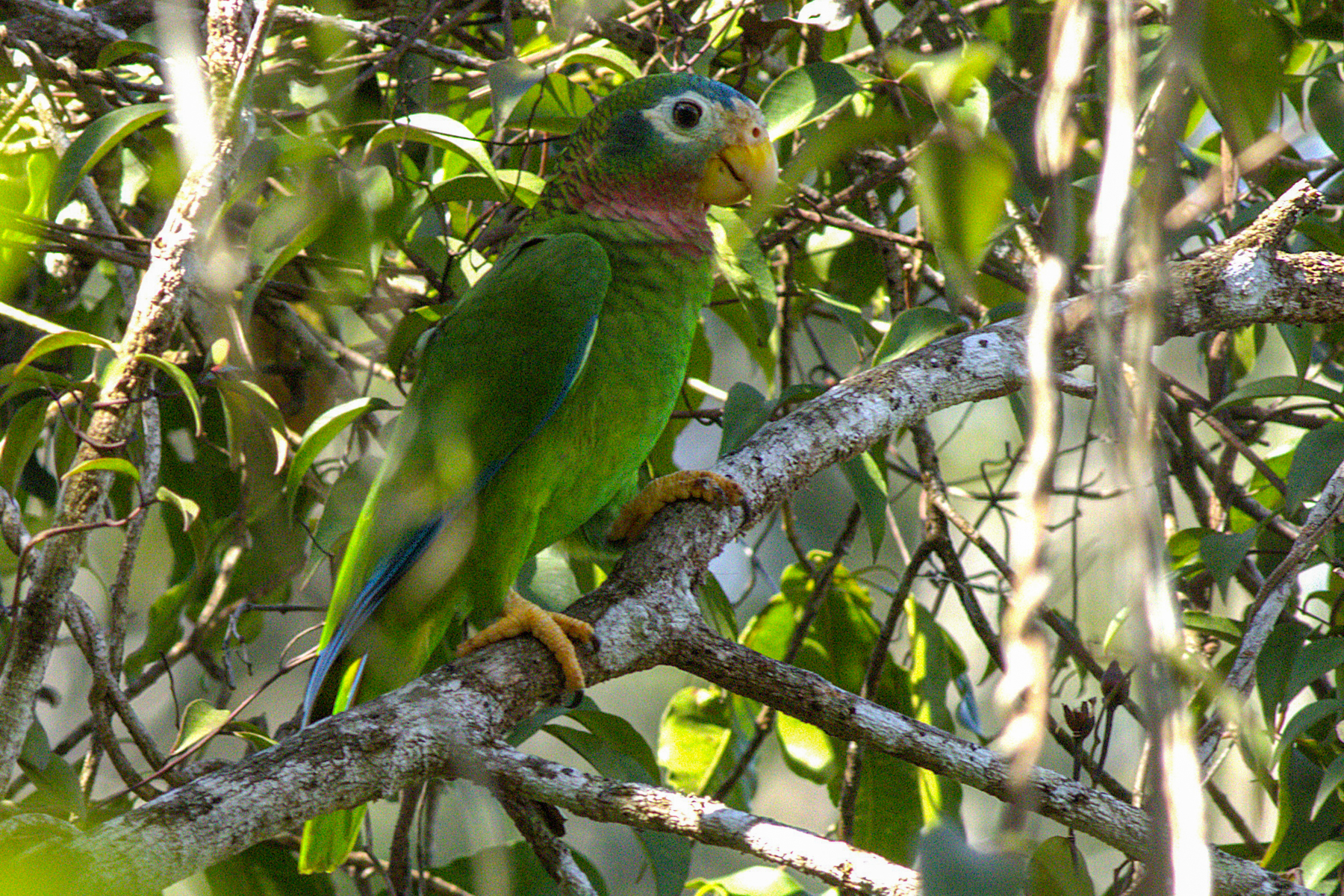 Yellow-billed Amazon (image by Eustace Barnes)