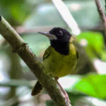 Yellow-breasted Tailorbird (image by Craig Robson)