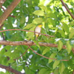 Yellow-throated White-eye (image by Diedert Koppenol)