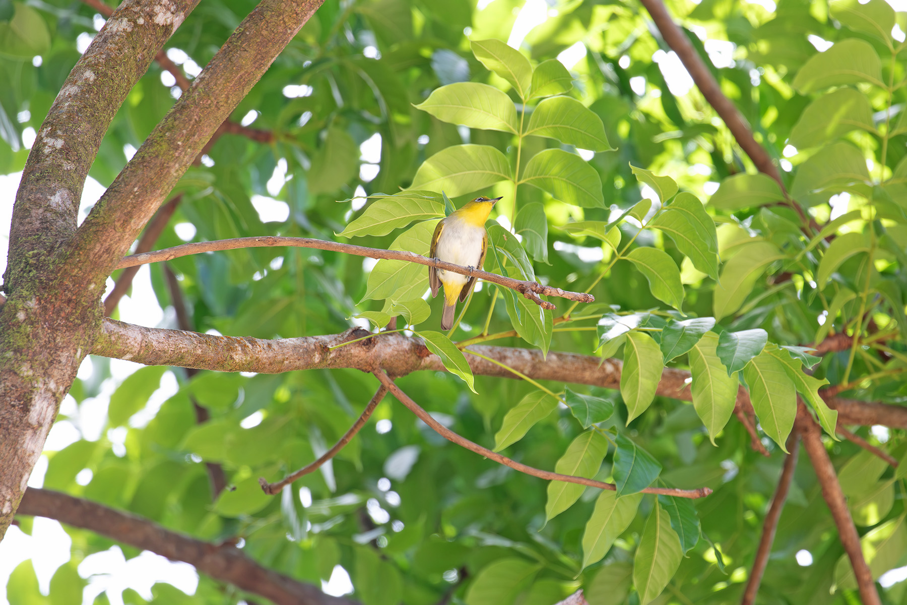 Yellow-throated White-eye (image by Diedert Koppenol)