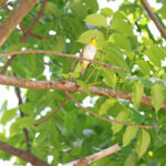 Yellow-throated White-eye (image by Diedert Koppenol)