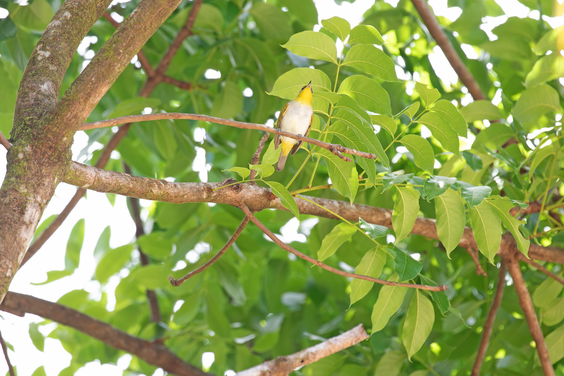 Yellow-throated White-eye (image by Diedert Koppenol)