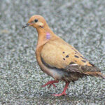 Zenaida Dove (image by Eustace Barnes)